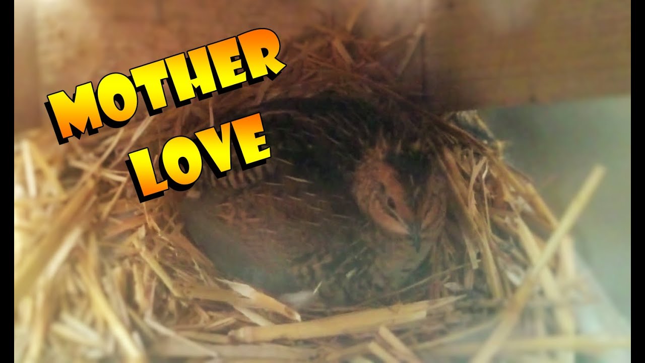 Baby Quails (Button/King quail), Broody Quail, Breeding And Hatching