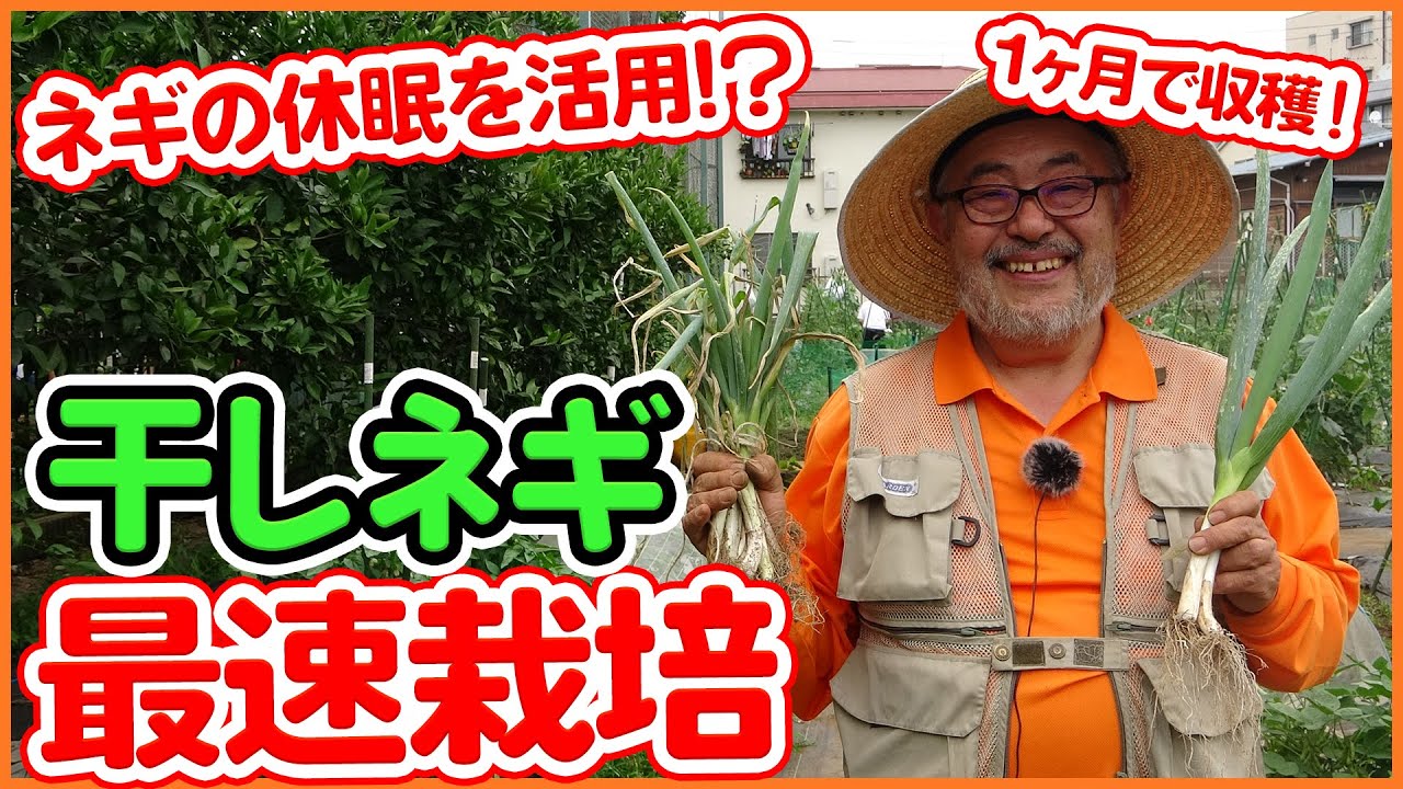 7月が植え時！干しネギ栽培の育て方重要ポイント！家庭菜園で苗つくり・植え方・土作りを最速で成長させる方法を徹底解説！ネギの休眠を利用！？【下仁田ねぎ】【九条ネギ】