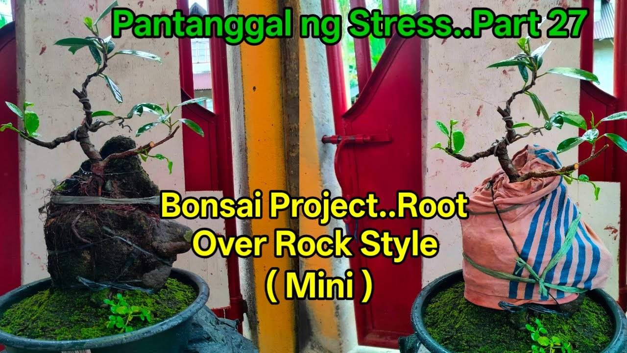 New Bonsai Project..Root Over Rock Style..@jesjuntvkabigkis5402 #pantanggalstress #bonsaistyles 