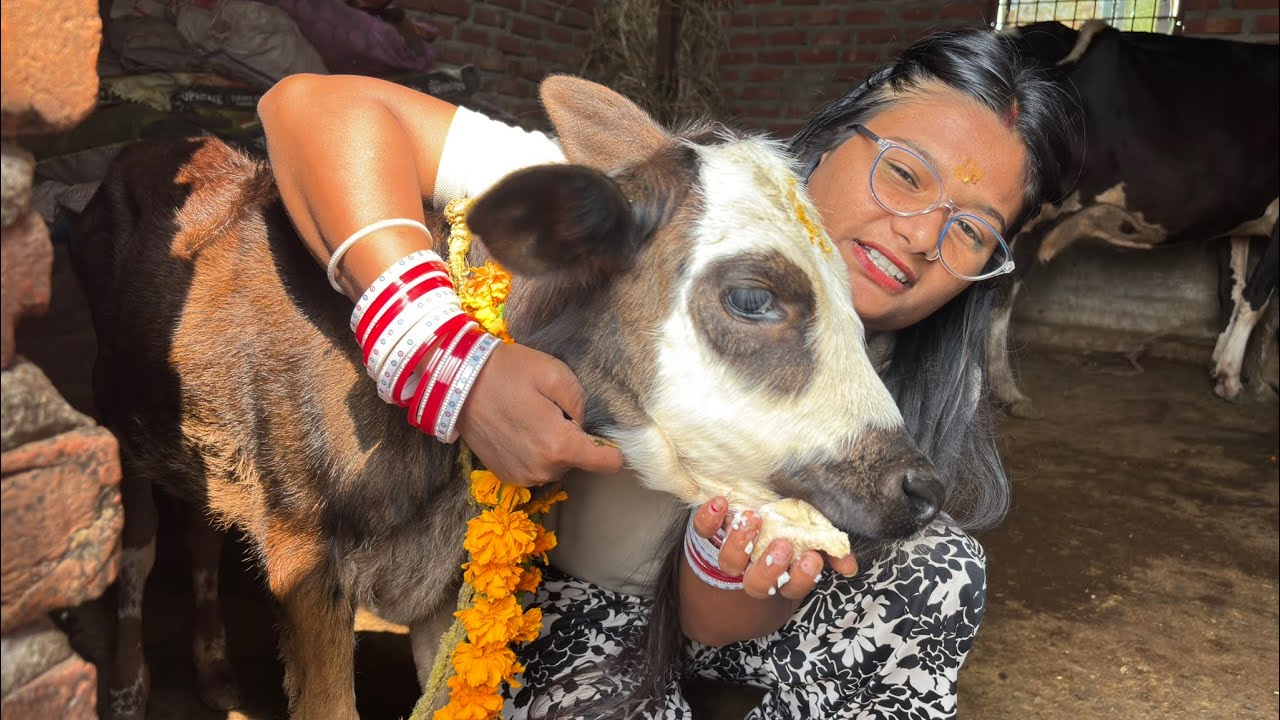  ईगास बग़्वाल ( बूढ़ी दिवाली) पर गाय की पूजा की 😍🙏