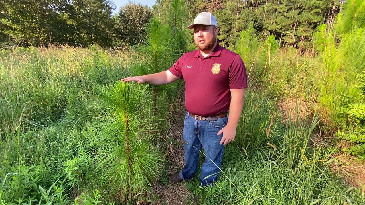 Longleaf Pine (Pinus palustris) Identification