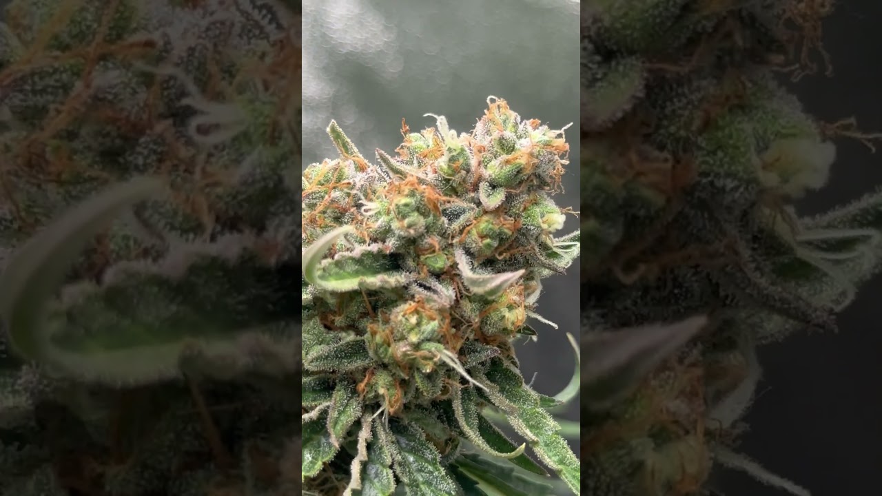 Indoor Grow Germany🇩🇪🍁 Strain Grape Ape⚡️#cannabiseducation #cannabisdaily #cannabisheals