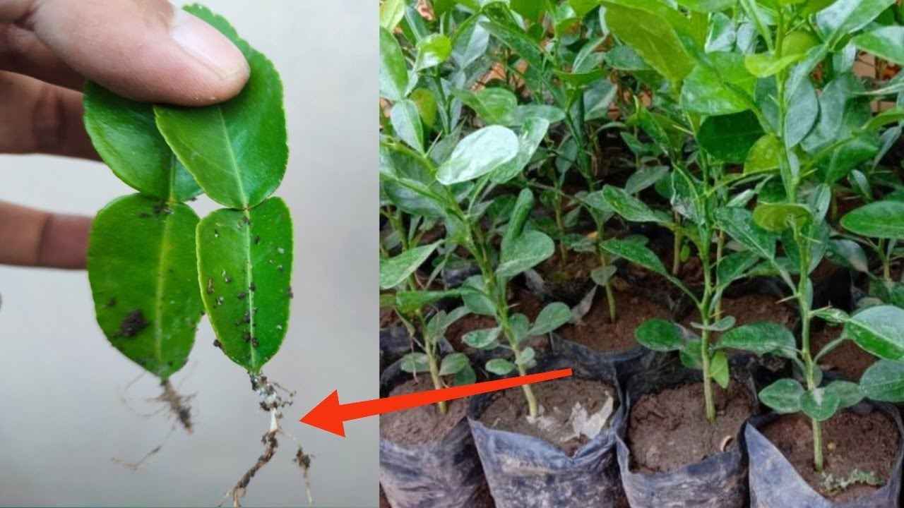 How to propagate Kaffir lime by leaves simple and effective