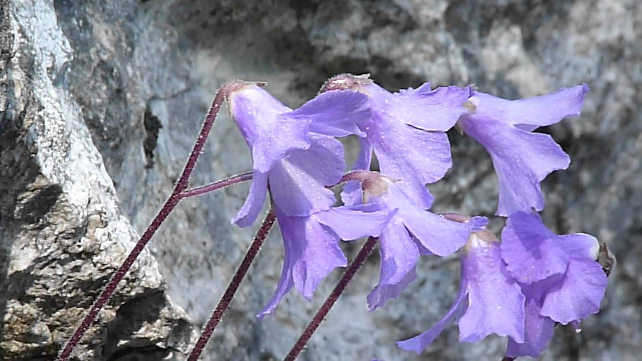 Jankaea heldreichii at mt Olympos- Greece