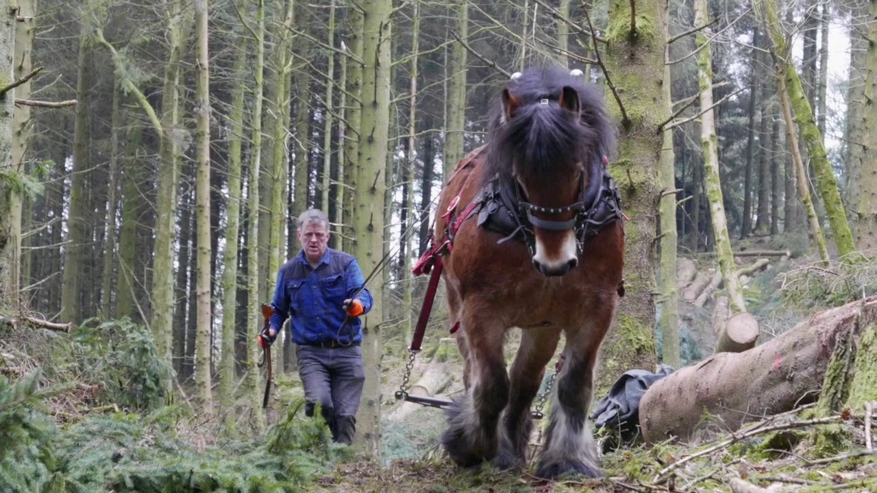 Welcome to Great Knott Wood.