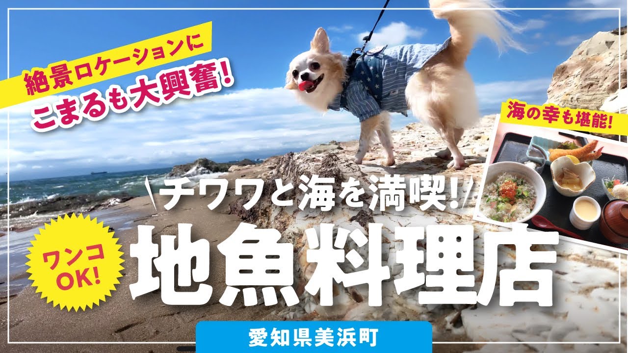 【犬とおでかけ】チワワと海へ!絶景ロケーションで食べる地魚定食🐕(美浜町)