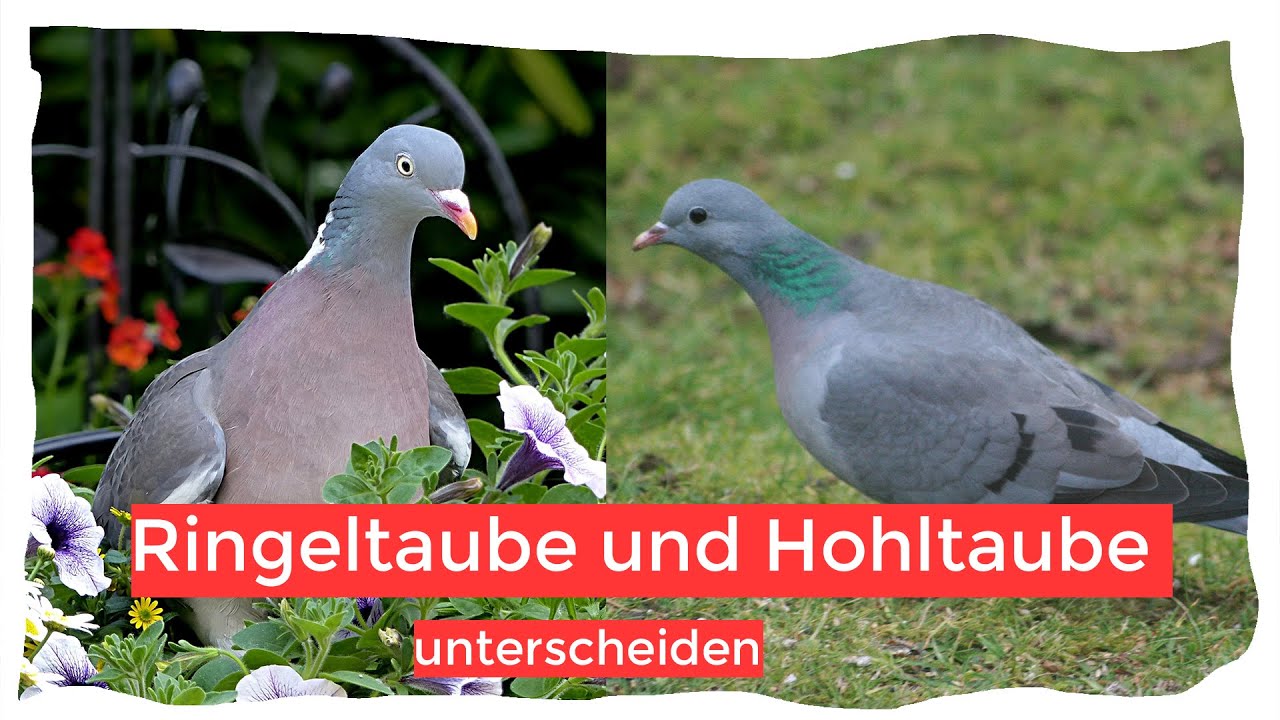 Hohltaube und Ringeltaube sicher und einfach unterscheiden