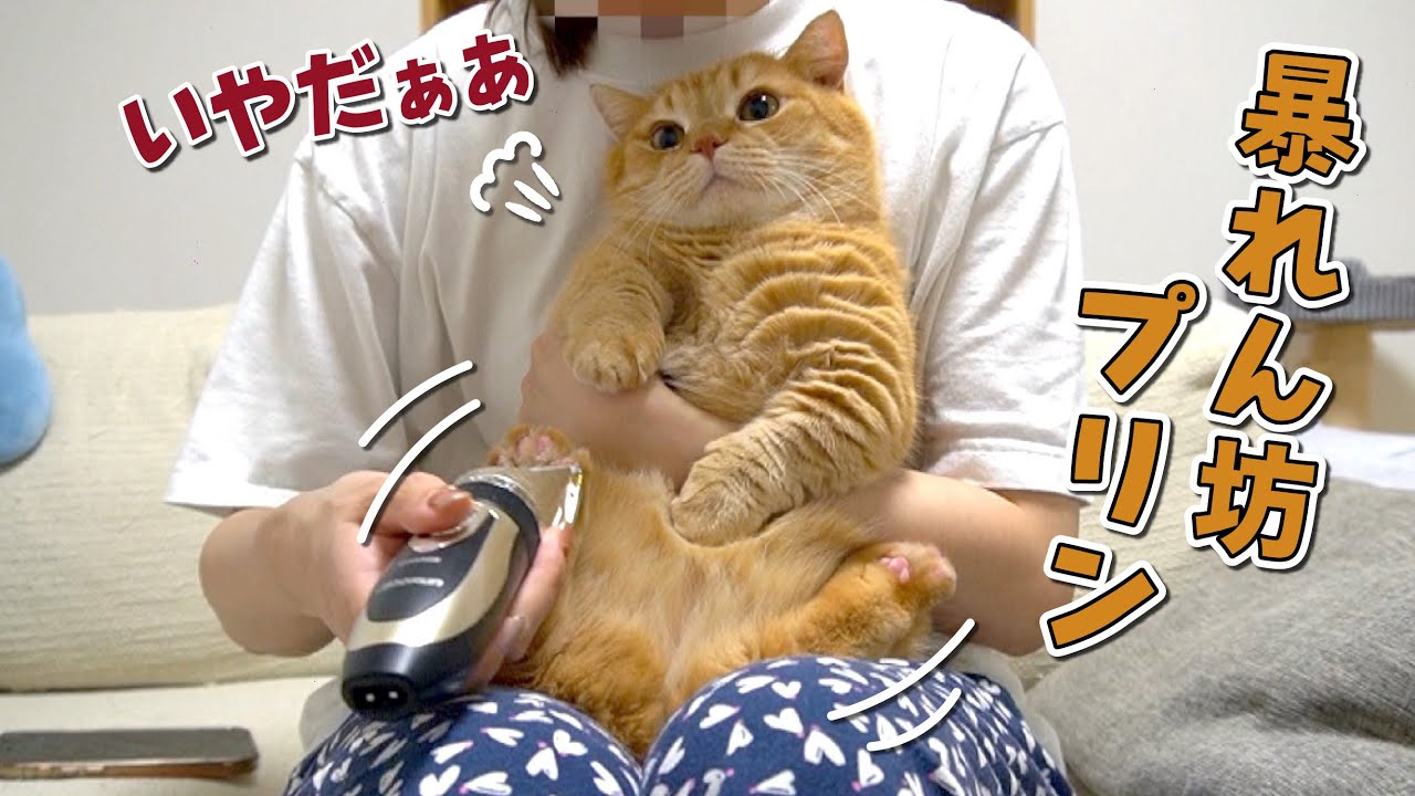 いやいや大暴れの困った猫さんとのバトルの一部始終がこちらです…
