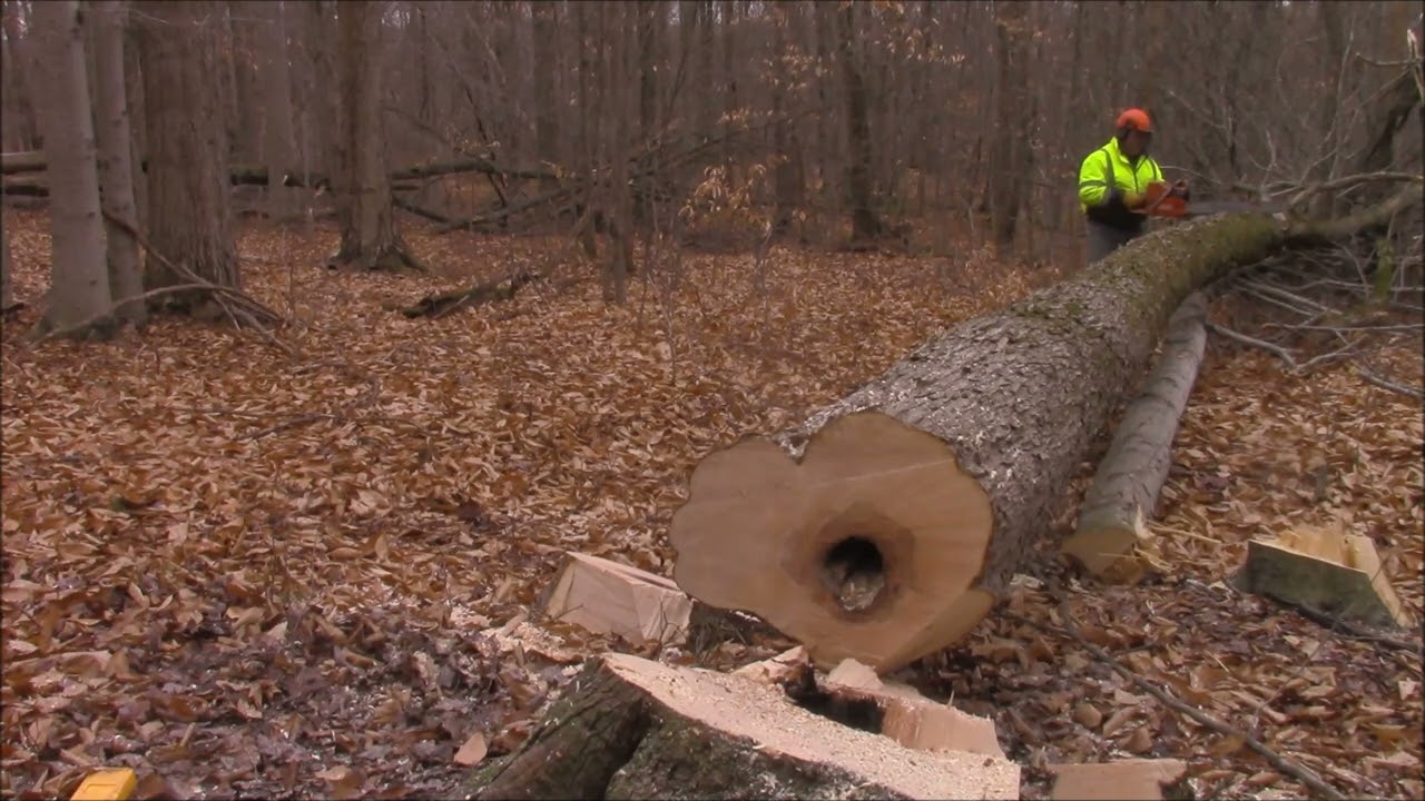 A 100cc Saw In The Woods, Husqvarna 394 to 395 Project Saw Day 2