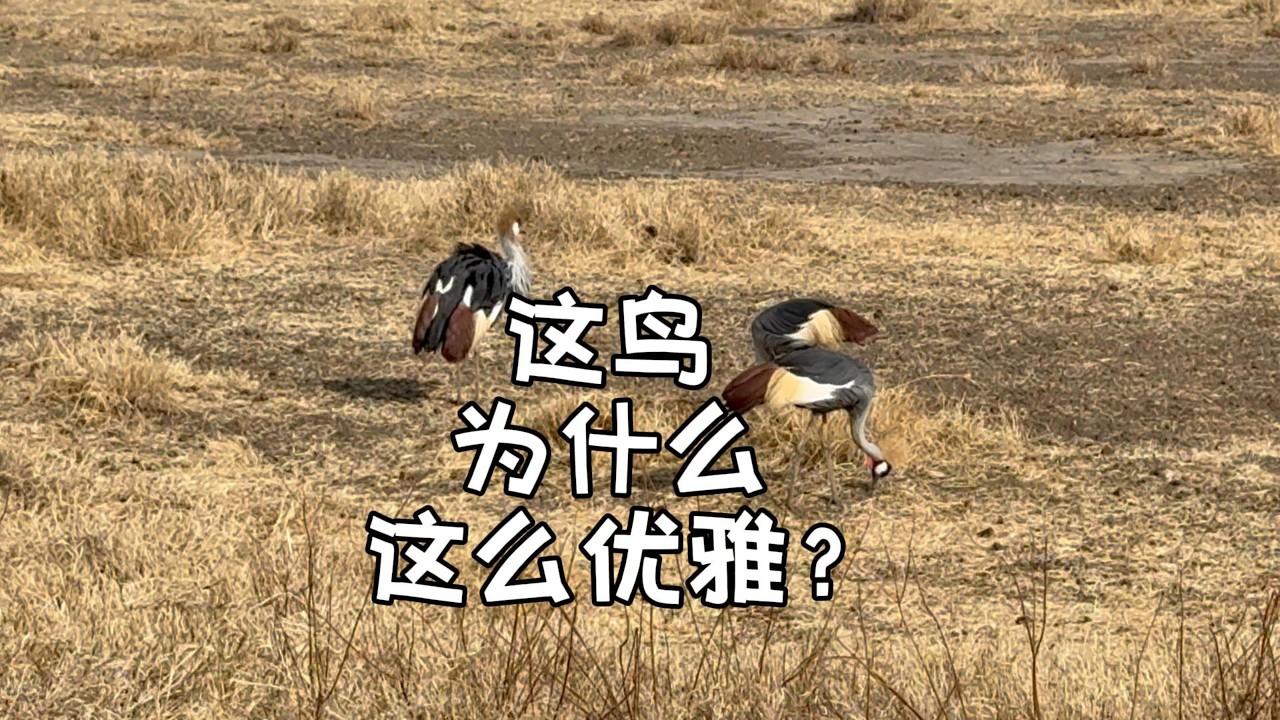 這鳥為什麼這麼優雅
