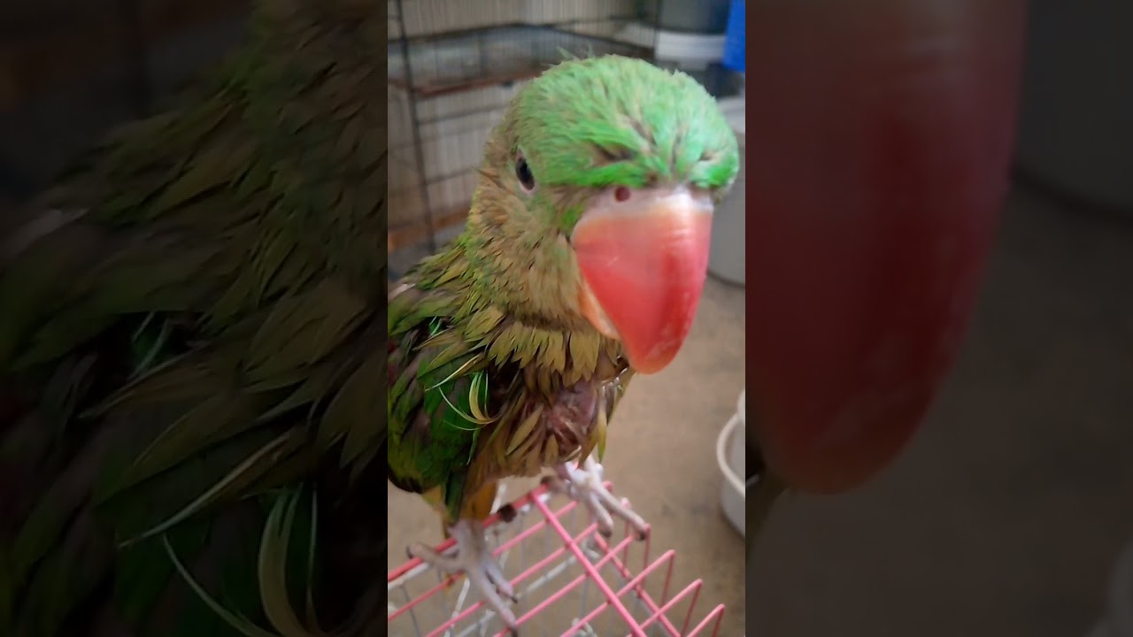 dancing grey parrots