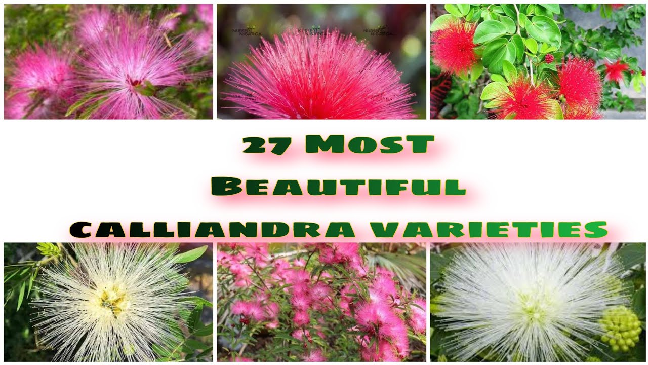 27 Most  Beautiful Calliandra Varieties  | Calliandra Flowering Plants