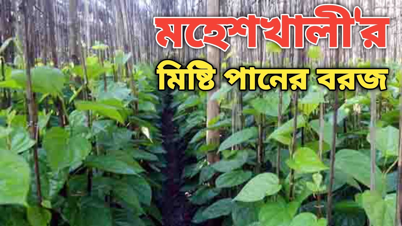 মহেশখালীর মিষ্টি পানের বরজ | প্রকৃতির সবুজ মায়ায় হারিয়ে যাই | The Story of Sweet Betel Farming