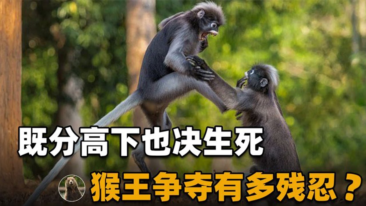 猴王争夺有多残忍？老猴王不敌新人惨遭灭门【万物灵】