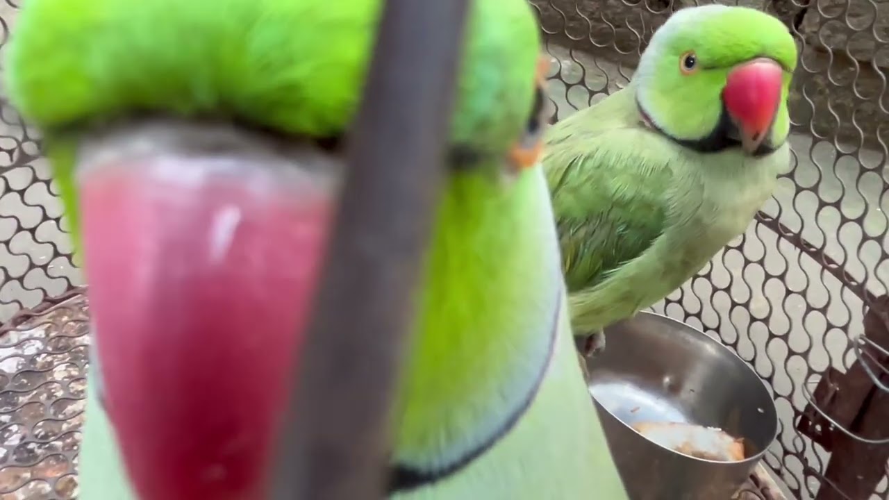 Mitthu🦜👍🐭#teamfx #viralvideo #mitthu 