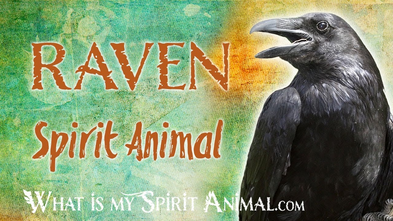 Raven Spirit Animal | Raven Totem & Power Animal | Raven Symbolism & Meanings
