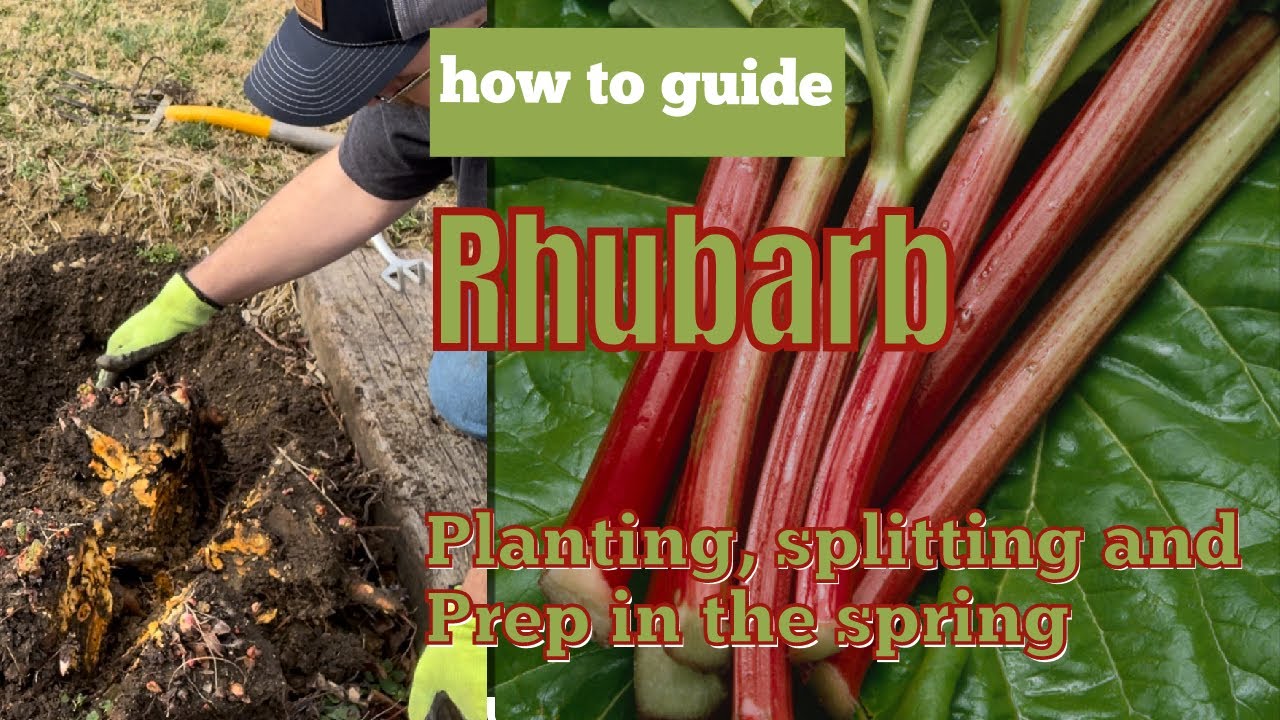 Rhubarb Guide: Planting, Splitting and Springtime Prep