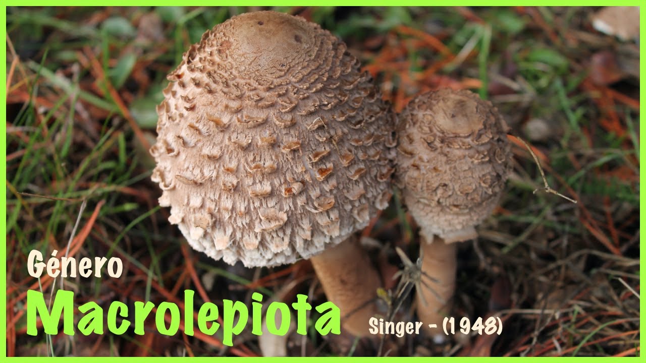 género Macrolepiota, encontramos las especies procera y excoriata. Buenos comestibles #setas