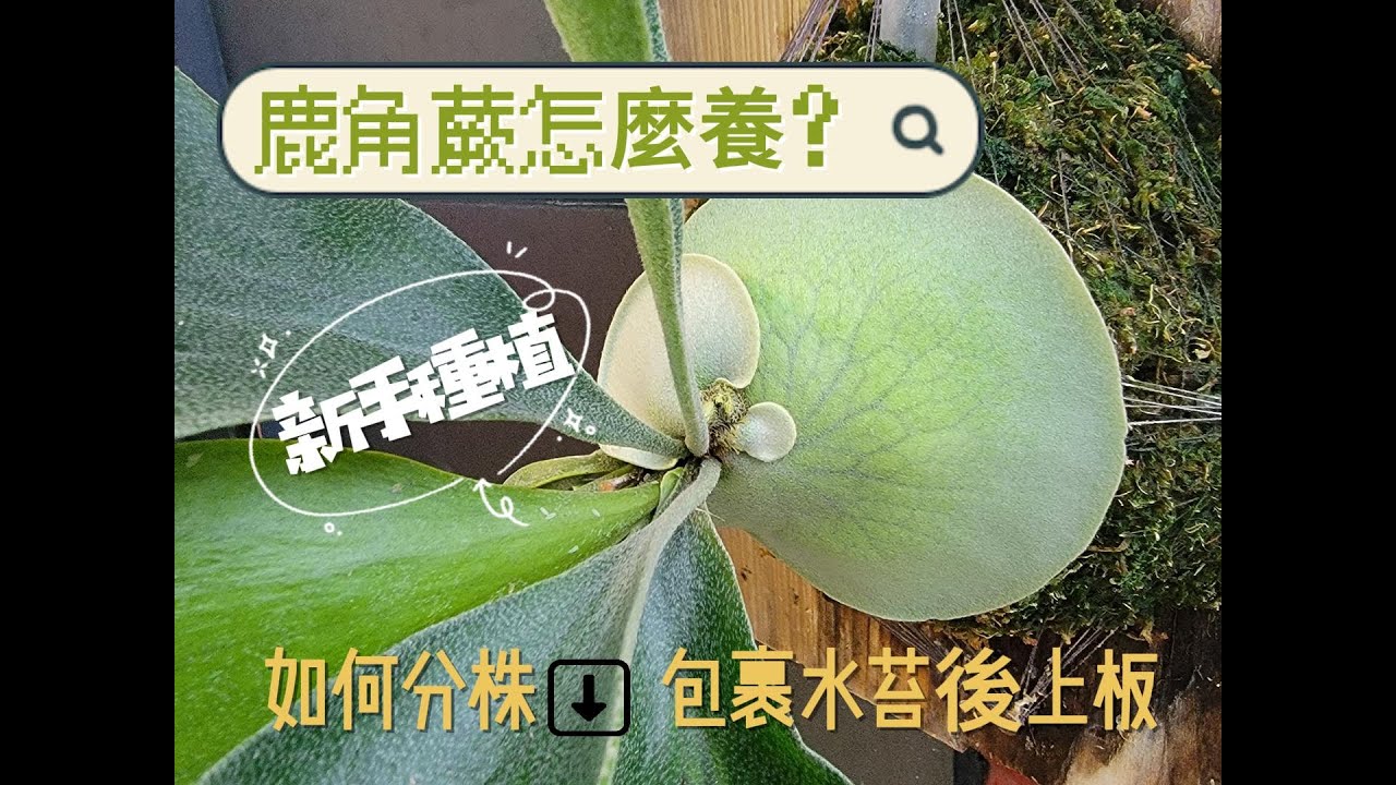 鹿角蕨怎麼養.如何分株