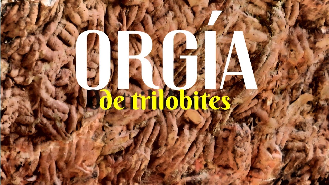 Ископаемое крупнейшего в мире морского червя | Бокерон-дель-Эстена | Трилобиты