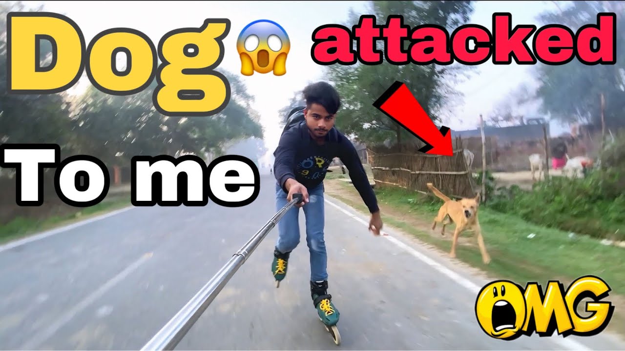 Dog react on my skate shoes 😱🐕// #Skatingshoes #Raviskater