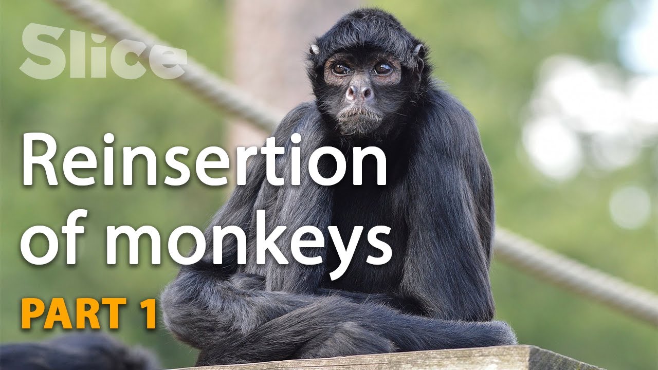 A refuge to save the spider monkey in Costa Rica | SLICE