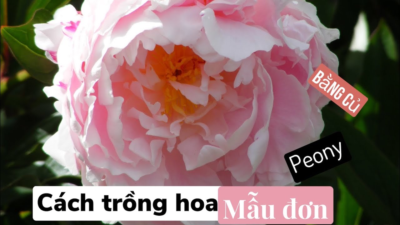 c&aacute;ch trồng hoa mẫu đơn (peony) bằng củ - Đam m&ecirc; l&agrave;m vườn
