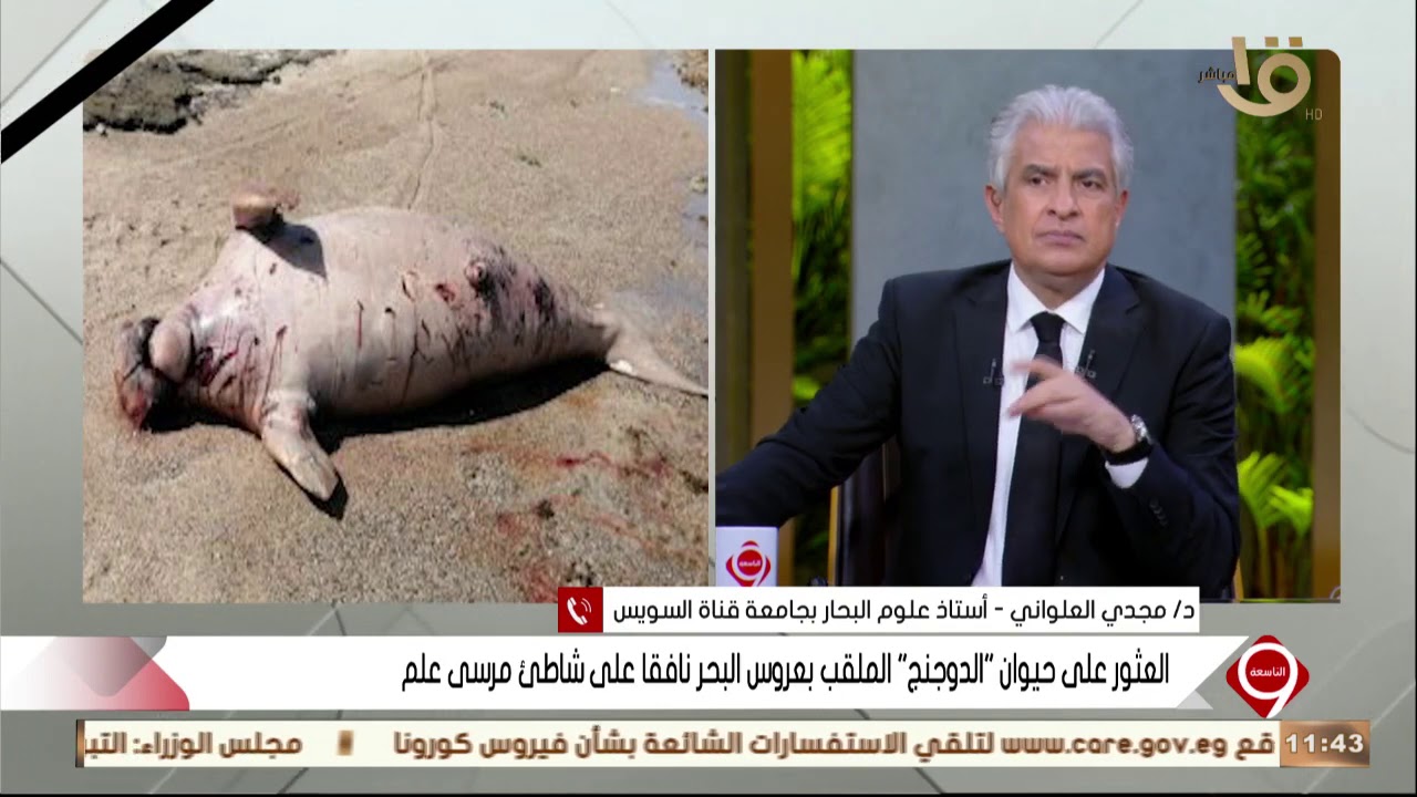 التاسعة|د. مجدي العلواني..يوضح العثور على حيوان