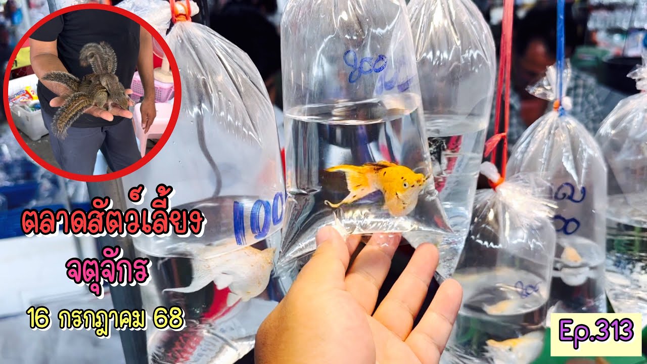 Zing’s Day l ตะลุยสัตว์เลี้ยงจตุจักร 16 กรกฎาคม 68 (Ep.313)