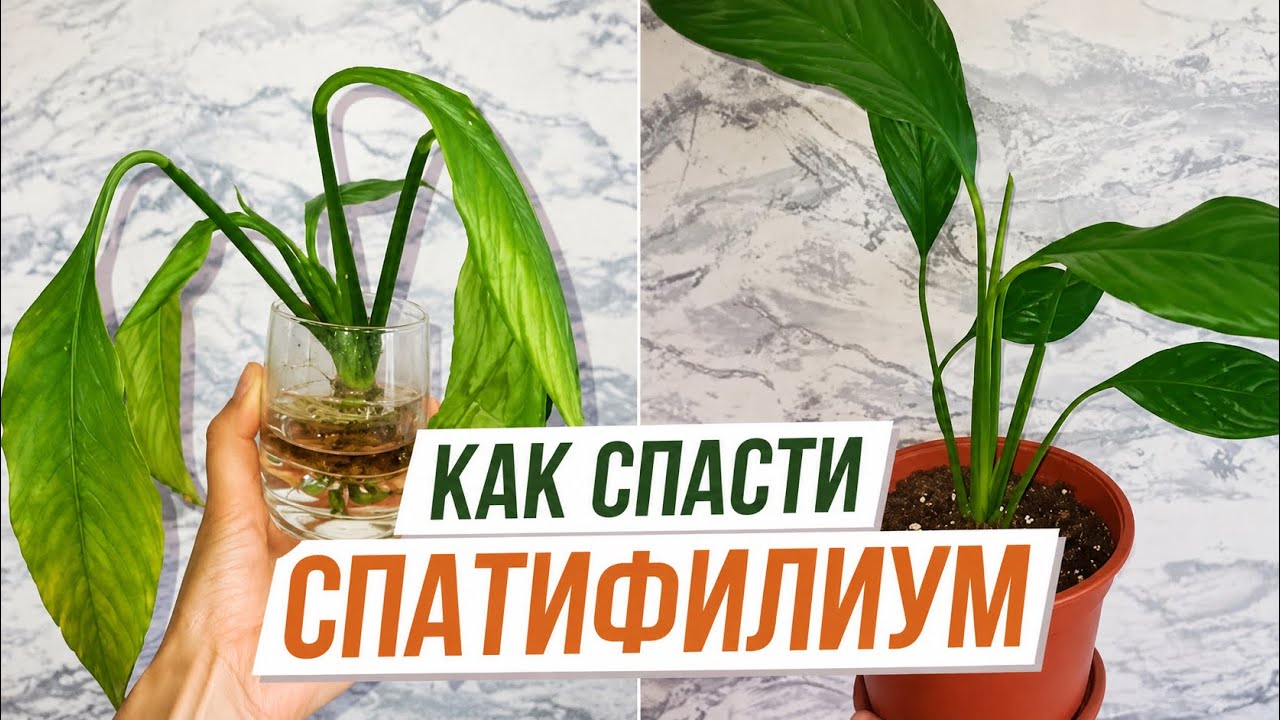 Спатифилиум #спатифиллум #spathiphyllum