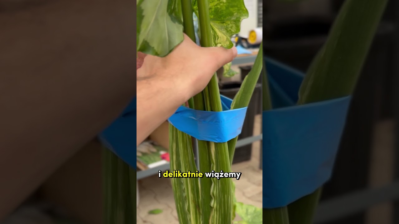 Pakujemy METROWĄ alokazję!  