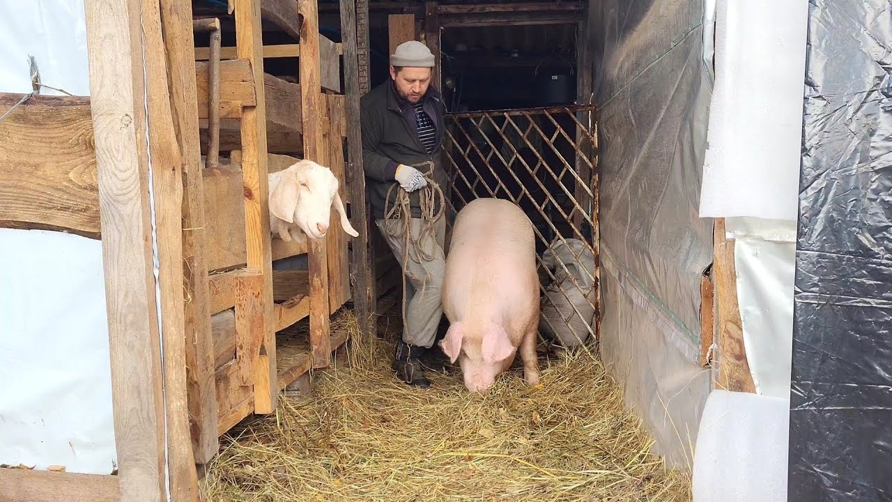 ‼️🐷Вес туши свиньи в 8 месяцев с замерами 135 обхват груди, 136 по хребту. Кабан тушей на весах 🥩