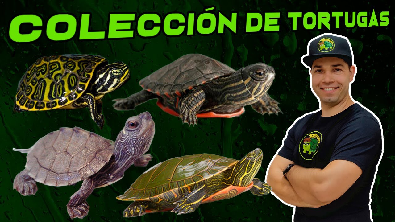 COLECCI&Oacute;N DE TORTUGAS EXTREMA 😱😱😱 - CARLOS HERN&Aacute;NDEZ