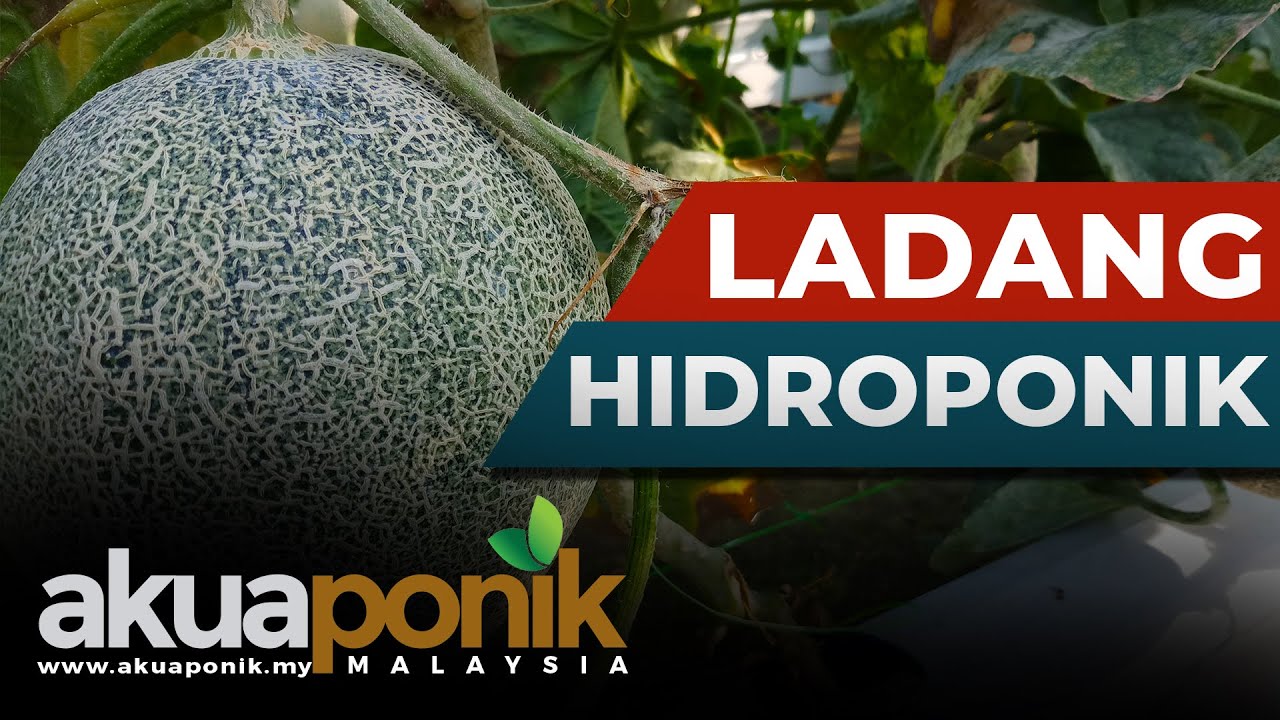Ladang Hidroponik Rock Melon Terbesar di Malaysia | HMA Hydrofarms Malaysia