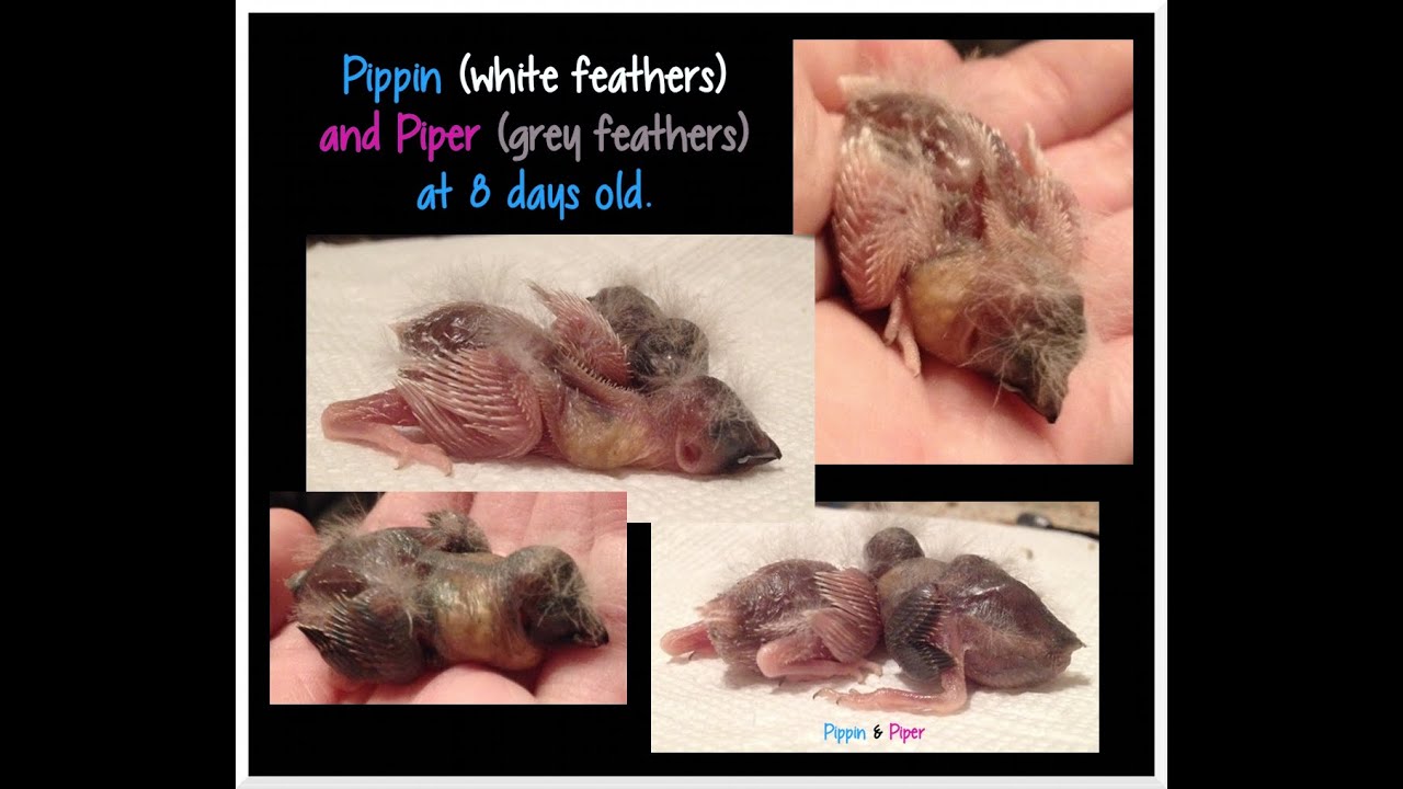 Zebra Finch Development - Day 8 for Pippin and Piper