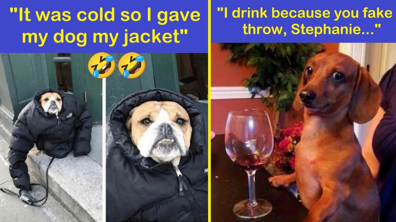 Funny Memes Dog And Cute To Put A Smile On Your Face | Happy And Fun