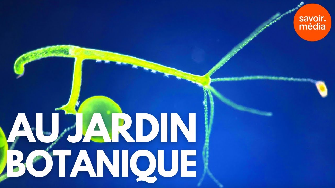 Au Jardin botanique - Créatures microscopiques