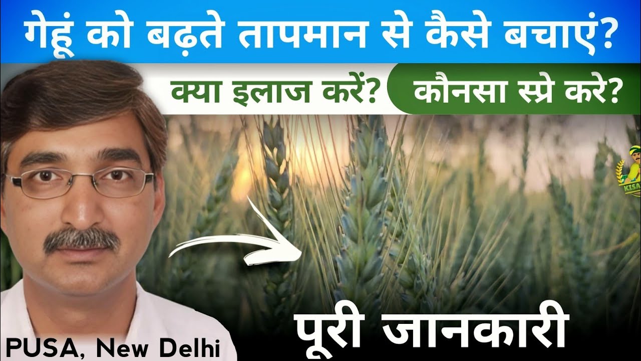 बढते तापमान से गेहूं के बचाव की सलाह | PUSA, New Delhi | KISAN GYAN