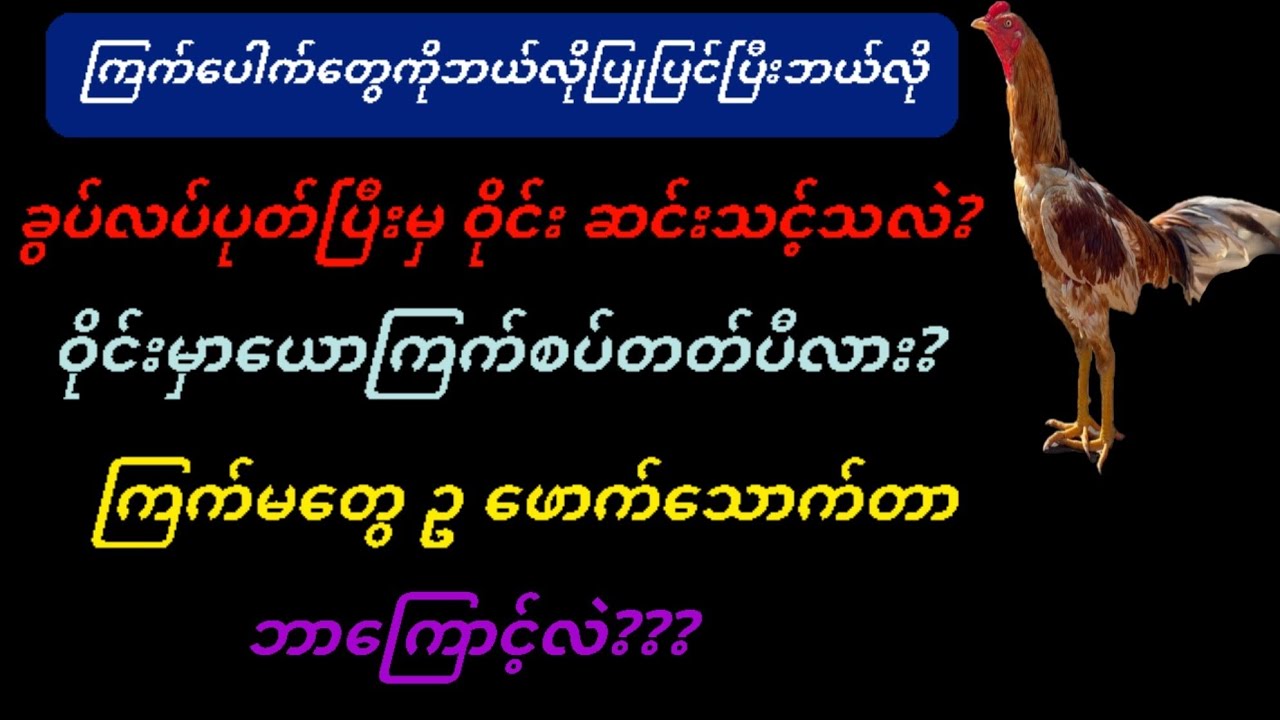 @#ကြက်ပေါက်ကိုဘယ်လိုပြုပြင်ပုတ်ခတ်ပြီးမှဝိုင်းဆင်းသင့်လဲ?ဝိုင်းမှာကြက်စပ်ပုံနှင့်ကြက်မတေဥဖောက်သောက်ခ