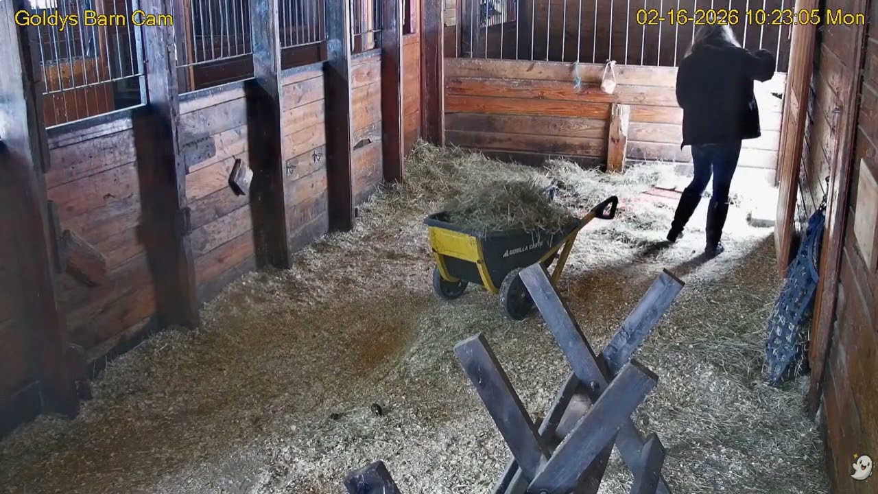 Goldy's  Barn Rescues 1019am stall open ET mucks Goats present  ;;Sally Chickens back 2162026