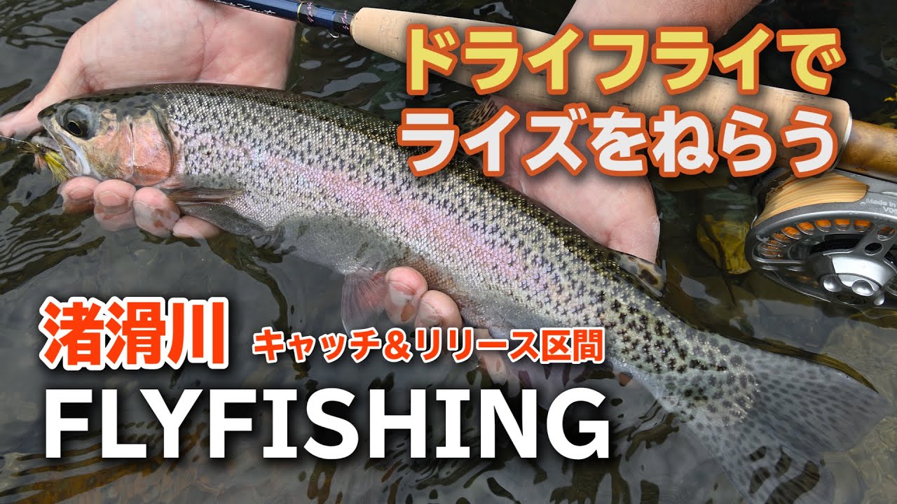 ドライフライでライズをねらう。【渚滑川／ニジマスのフライフィッシング】