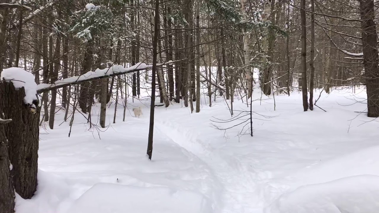 DJI mini 2 Valentines Day 2021 in Wildcall Acres  cookout Simcoe County