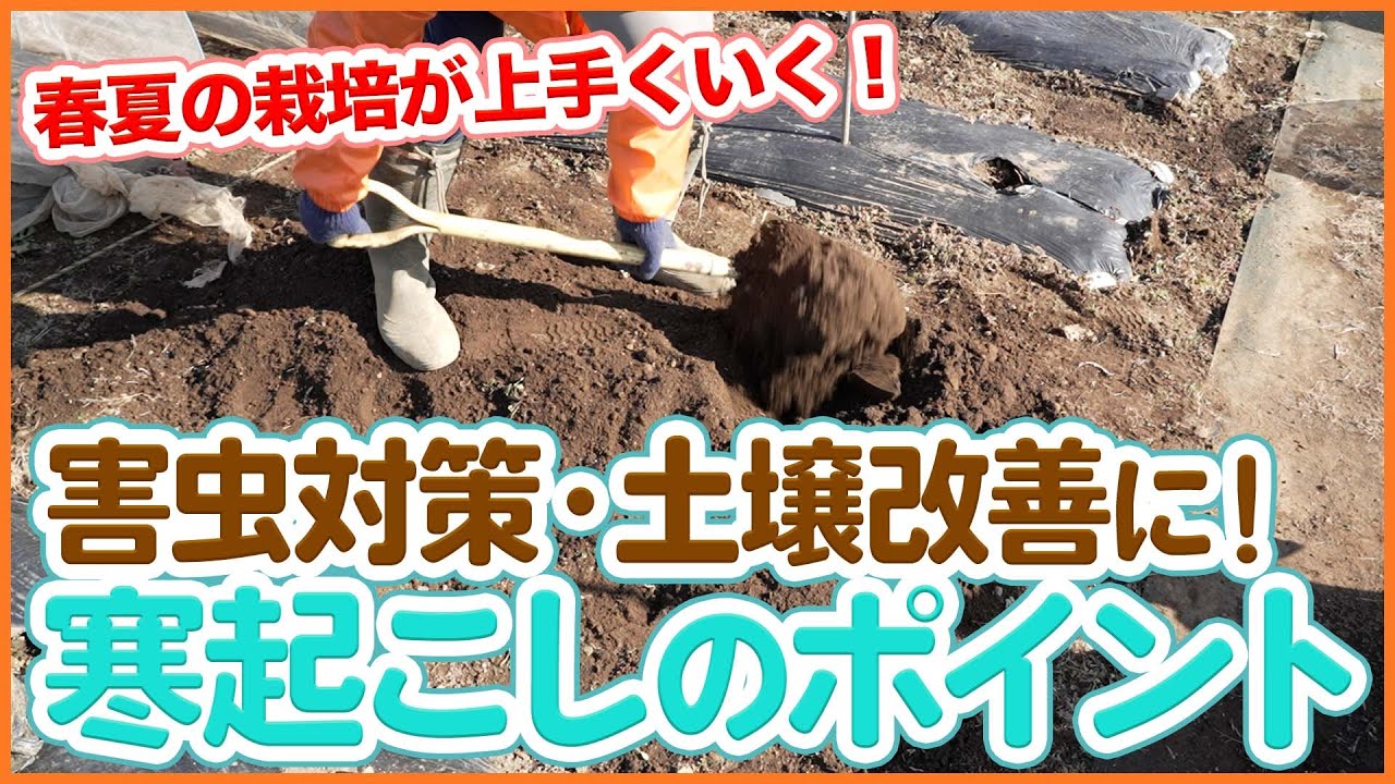 【家庭菜園】害虫対策と土壌改善に効く！寒起こしのメリットとやり方【シェア畑】【農園ライフ】