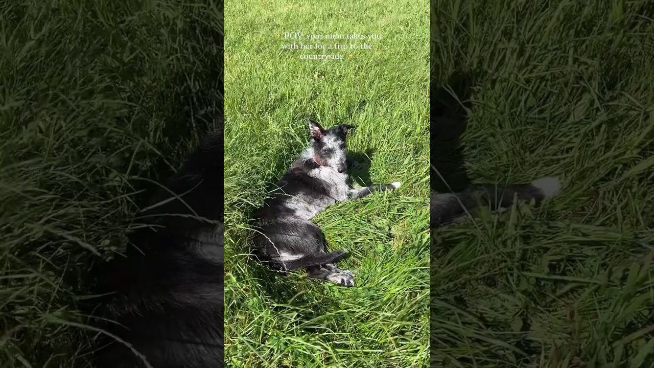 My dogs are loving this trip! Subscribe to my channel to find out more 🥰