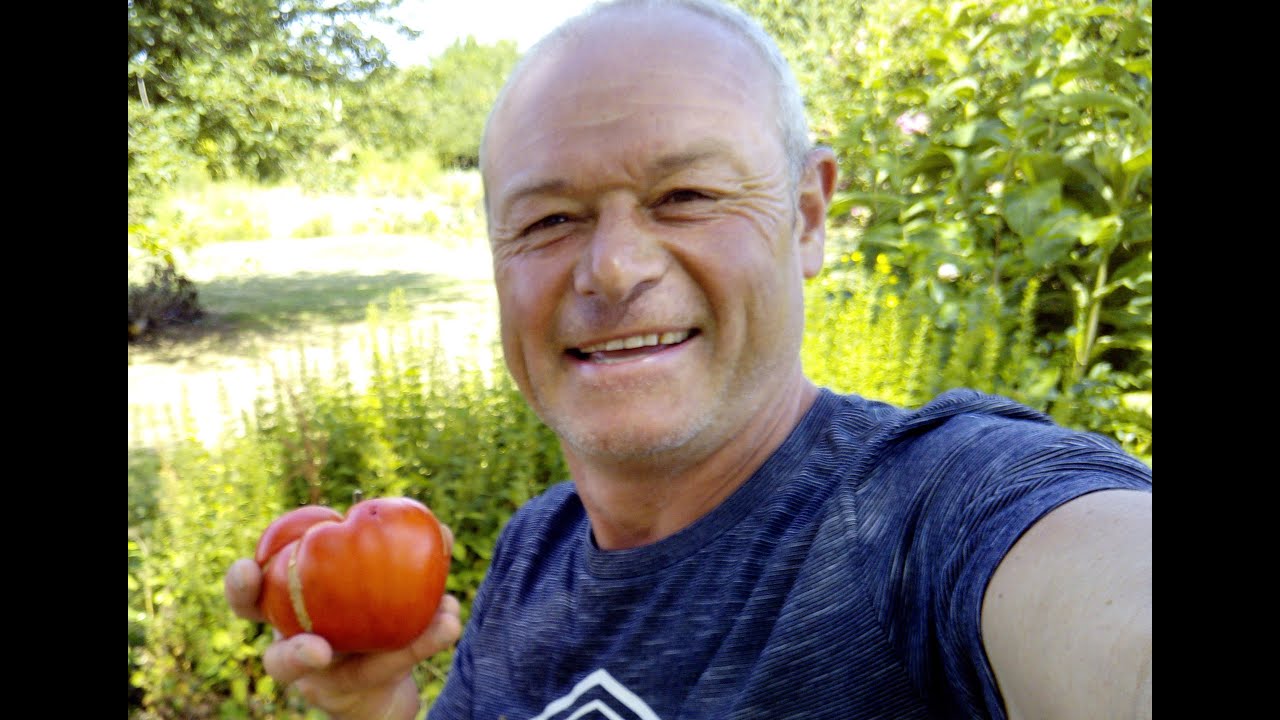 maladie de la tomate Necrose apicale