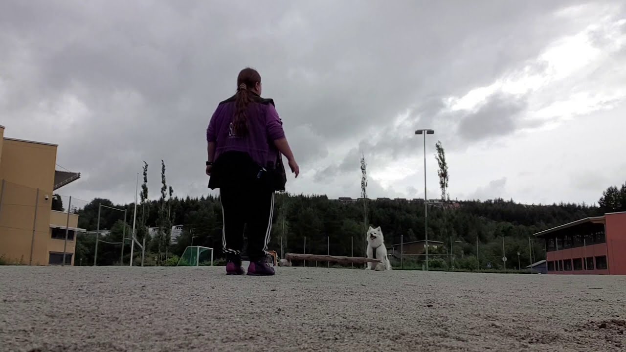 Hundetrening: Når hunden gjør feil
