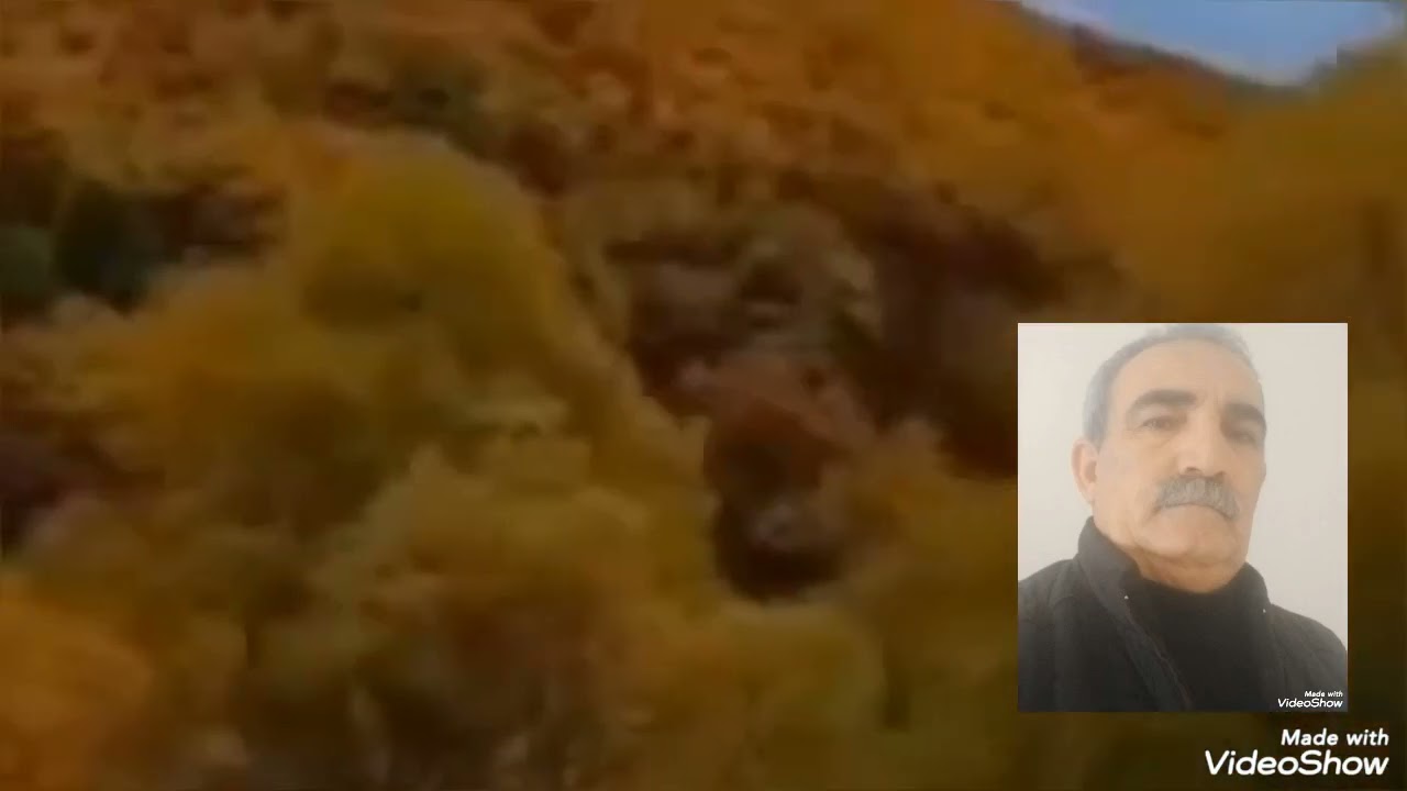 Bingöl dengbeji Darebili fanı yurtsever dengbej kılam fekı can 