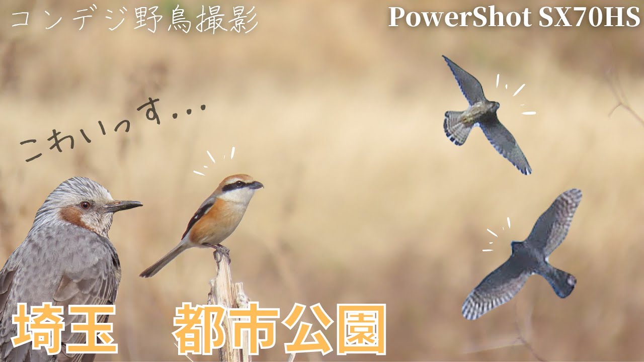 モズ猛禽天国！埼玉の都市公園で1日探鳥【高画質/コンデジ野鳥撮影Vlog】