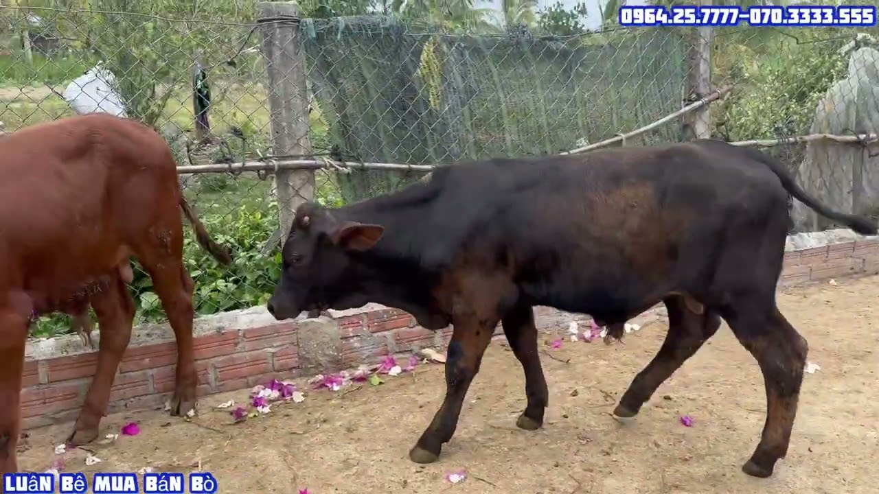 Giao 35 con bò cho khách. 3b lỡ mới về bà con xem tham khảo