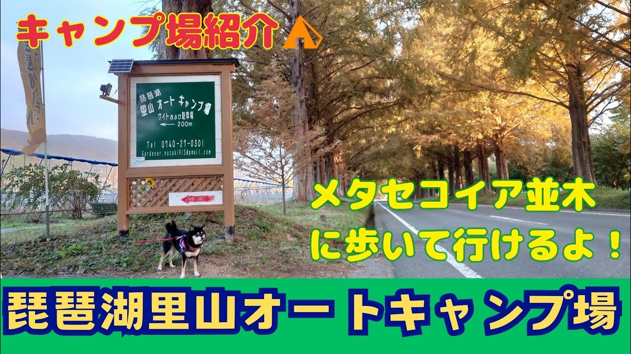 【犬キャンプ】琵琶湖里山オートキャンプ場で秋キャンプ🍁メタセコイア並木まで徒歩で行ける素敵なキャンプ場をまるっと紹介！